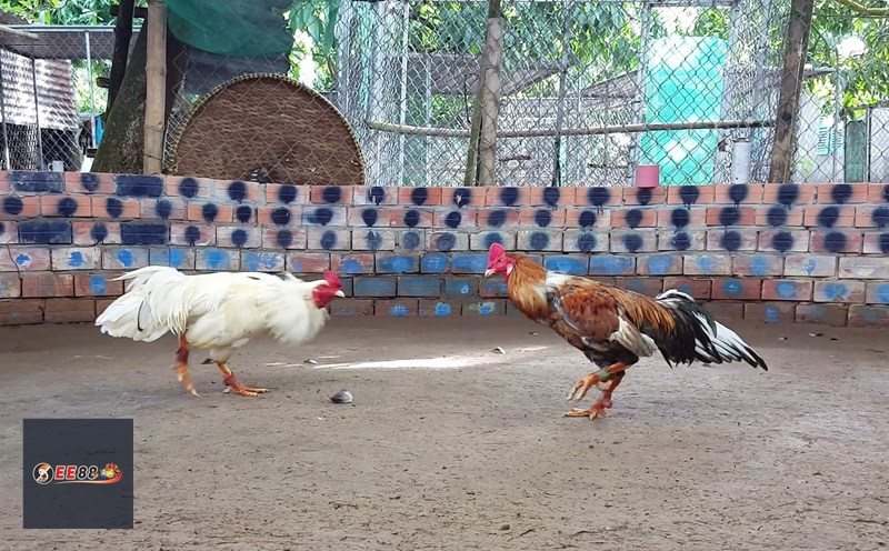 Đá Gà Cựa Sắt - MM88 phù hợp với kiểu người chơi nào?