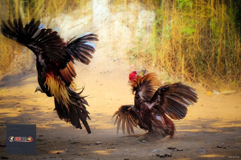 Đá Gà E88 - Hiểu đúng về đá gà trực tuyến Đá Gà E88 - Hiểu đúng về đá gà trực tuyến